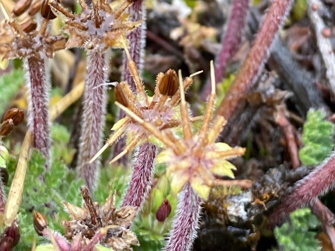 Chaerophyllum andicola fruit
