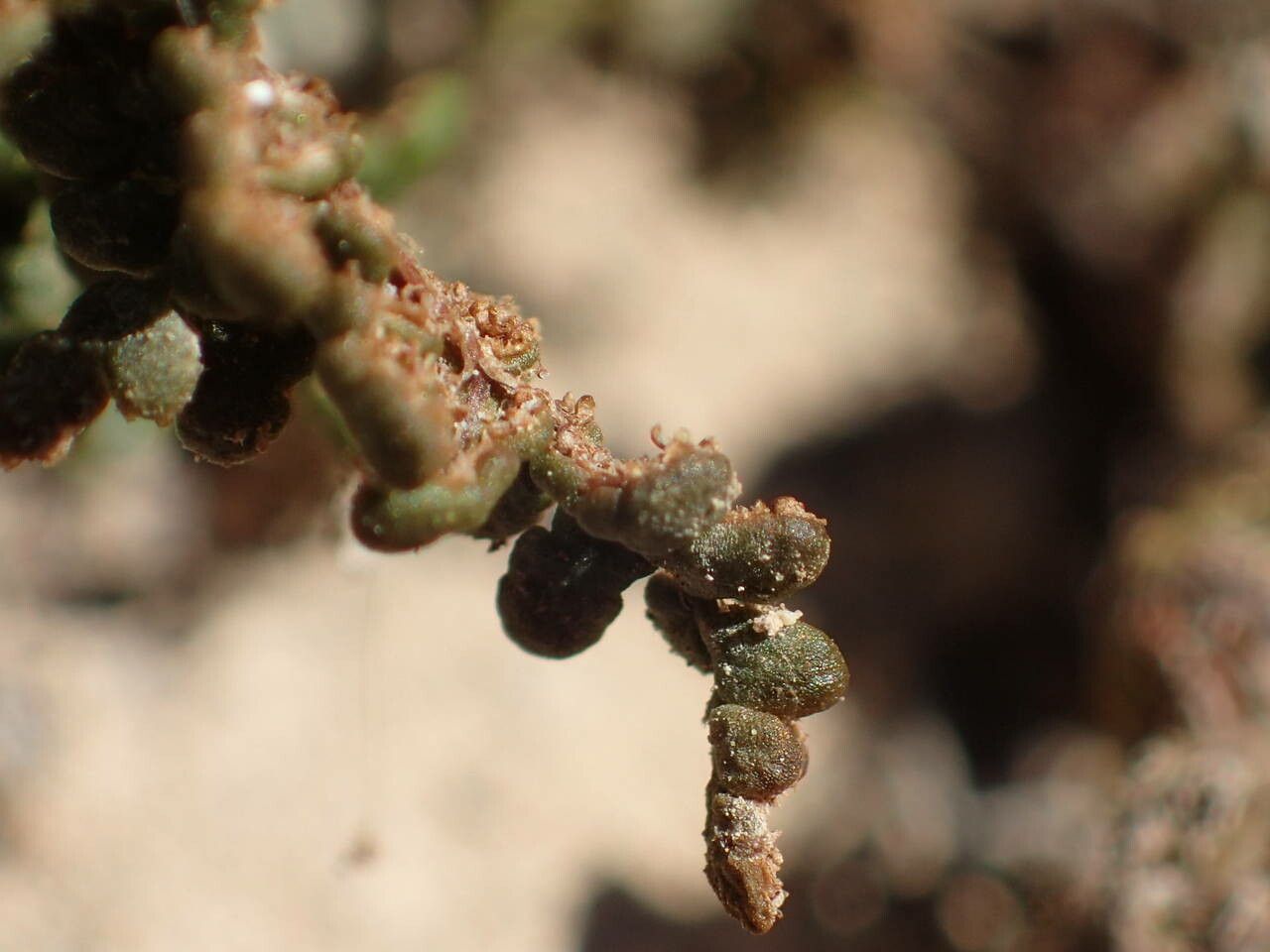 Hemionitis acrostica fruit