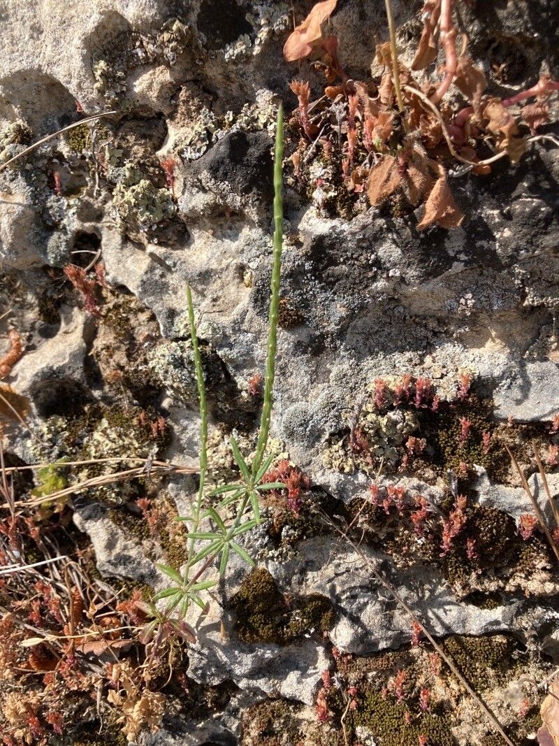 Crucianella latifolia flower