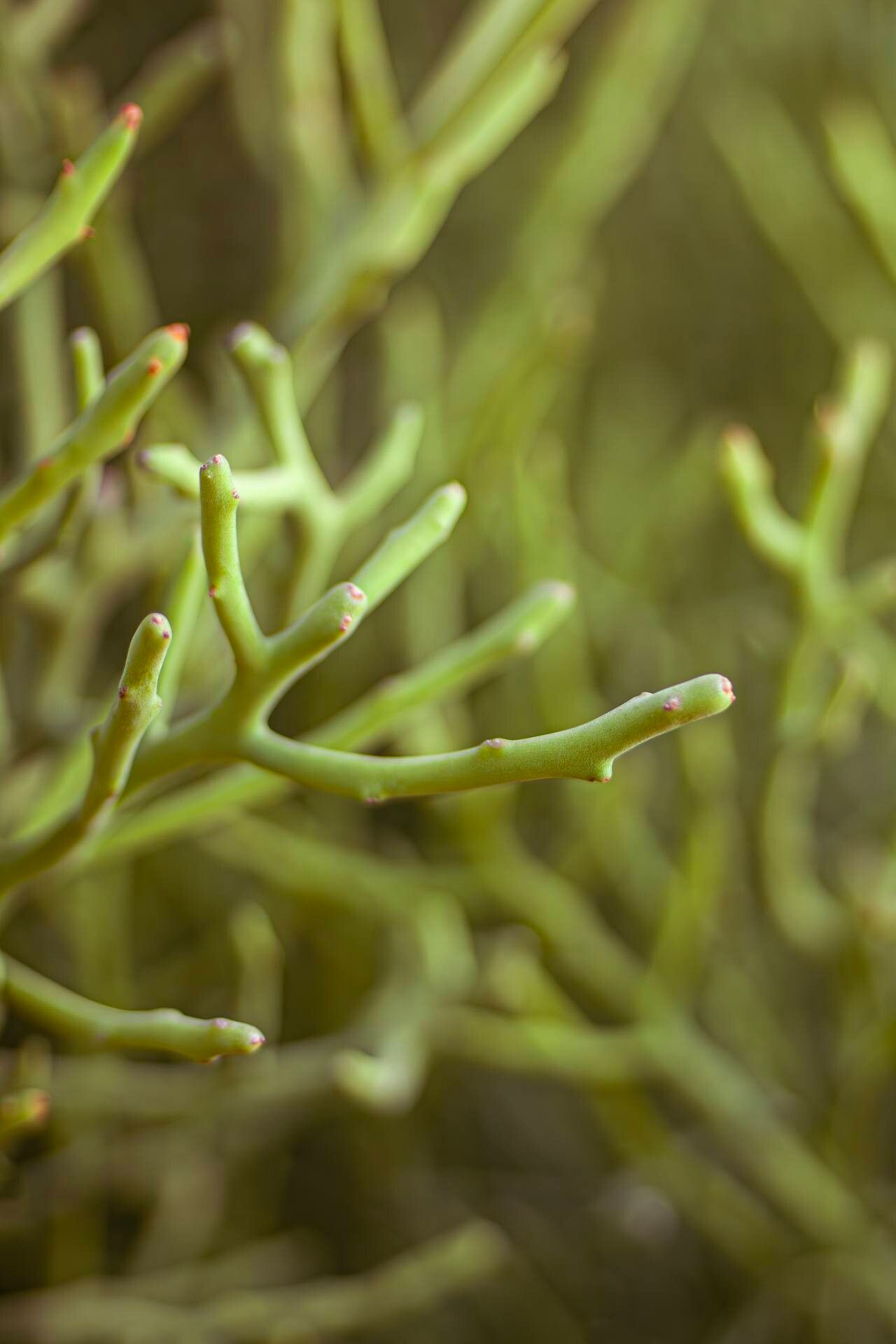 Euphorbia fiherenensis bark