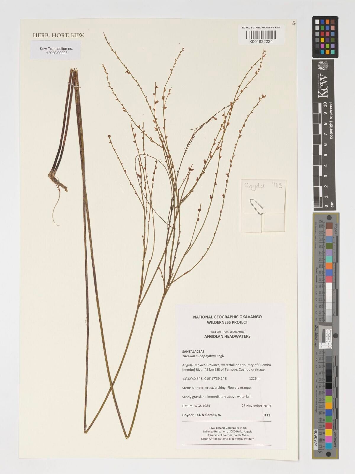 Thesium subaphyllum — houseplant care guide