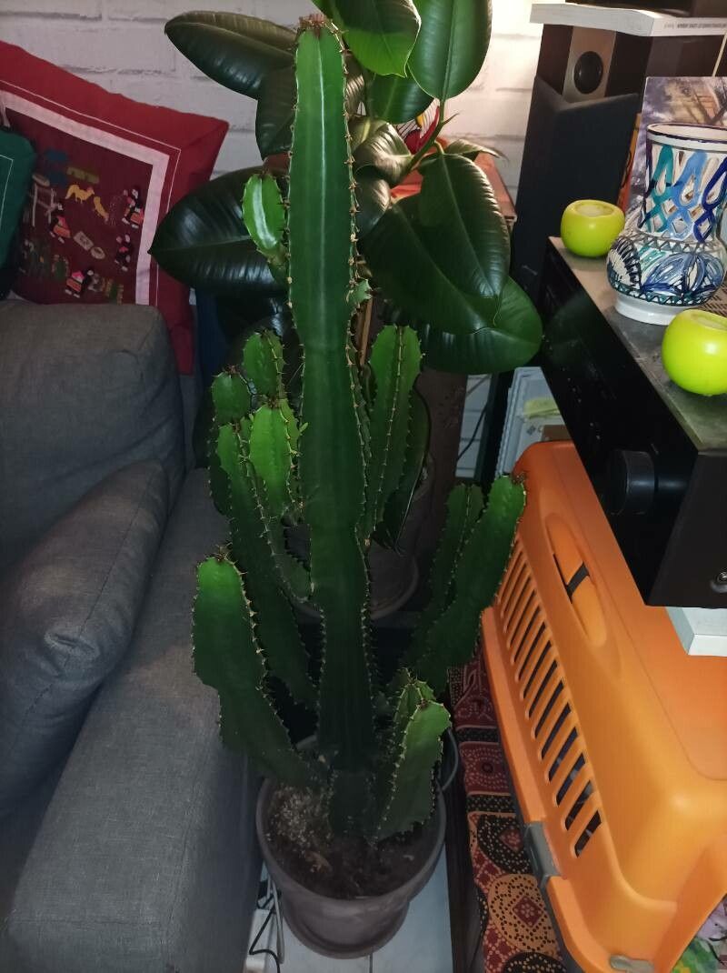 Euphorbia acerensis — houseplant care guide