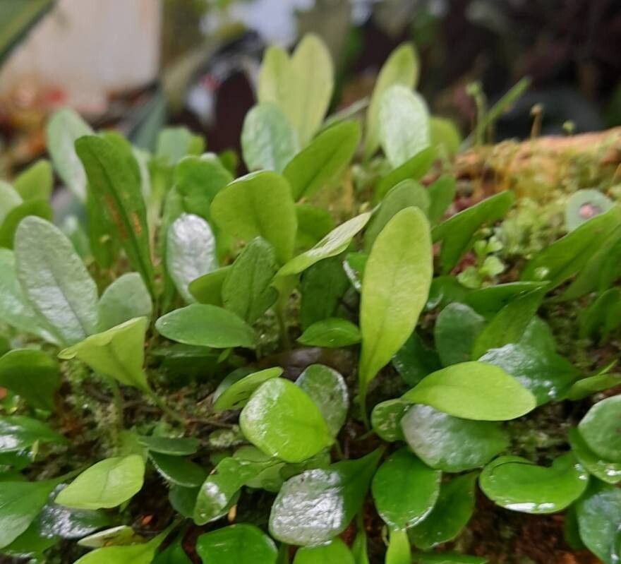 Pyrrosia fallax — houseplant care guide