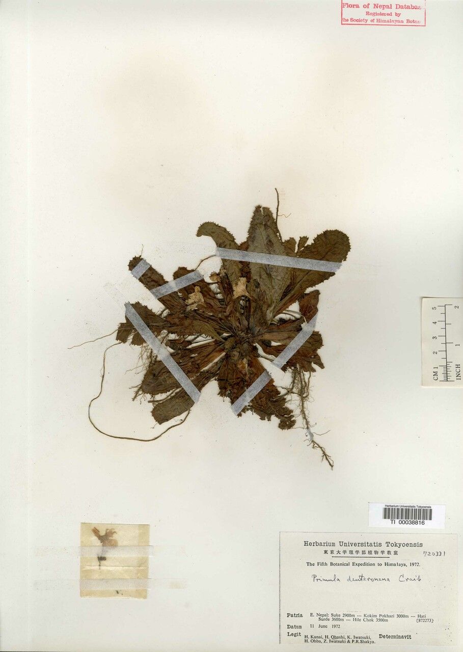 Primula deuteronana — houseplant care guide