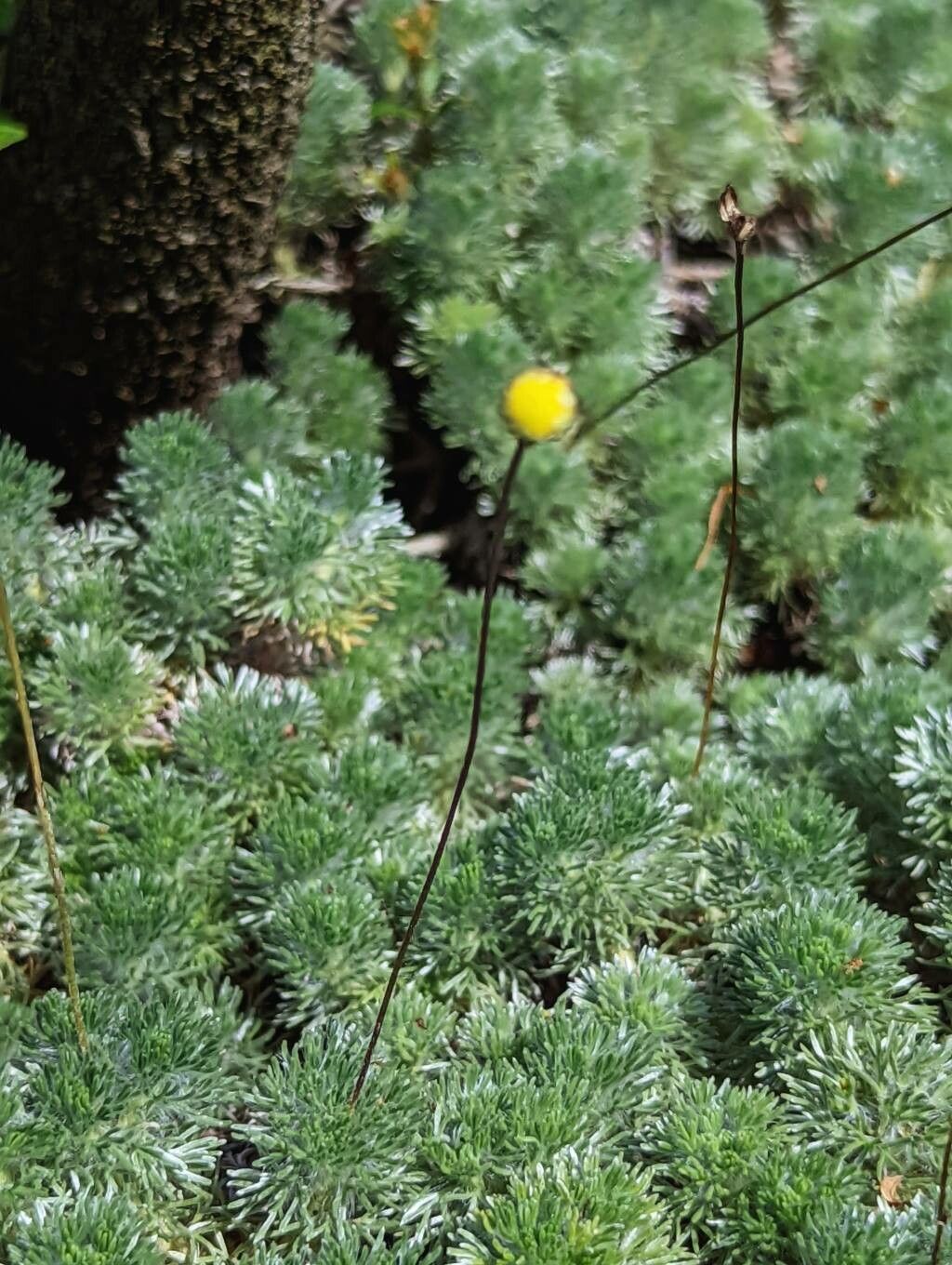 Cotula hispida habit