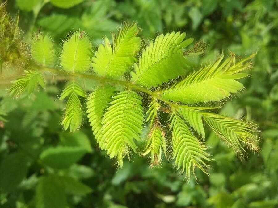 Mimosa tarda leaf
