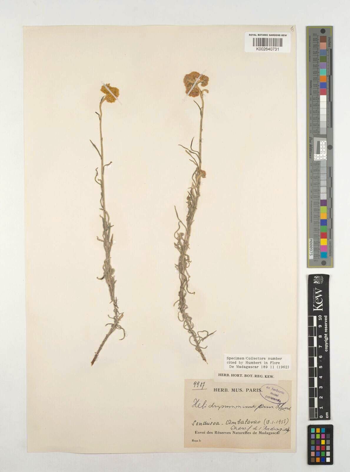 Helichrysum minutiflorum — houseplant care guide