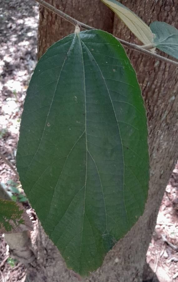 Luehea divaricata leaf
