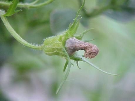 Campanula lasiocarpa fruit