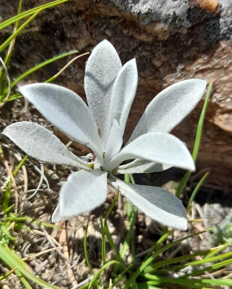 Gamochaeta stachydifolia habit