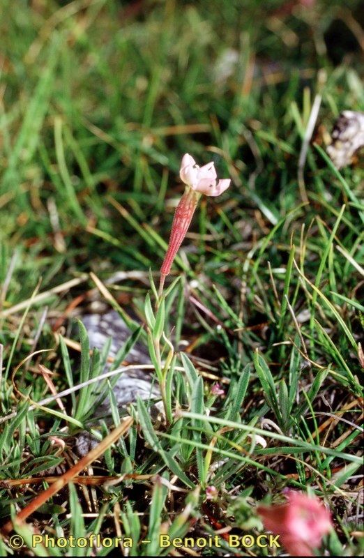 Silene petrarchae other