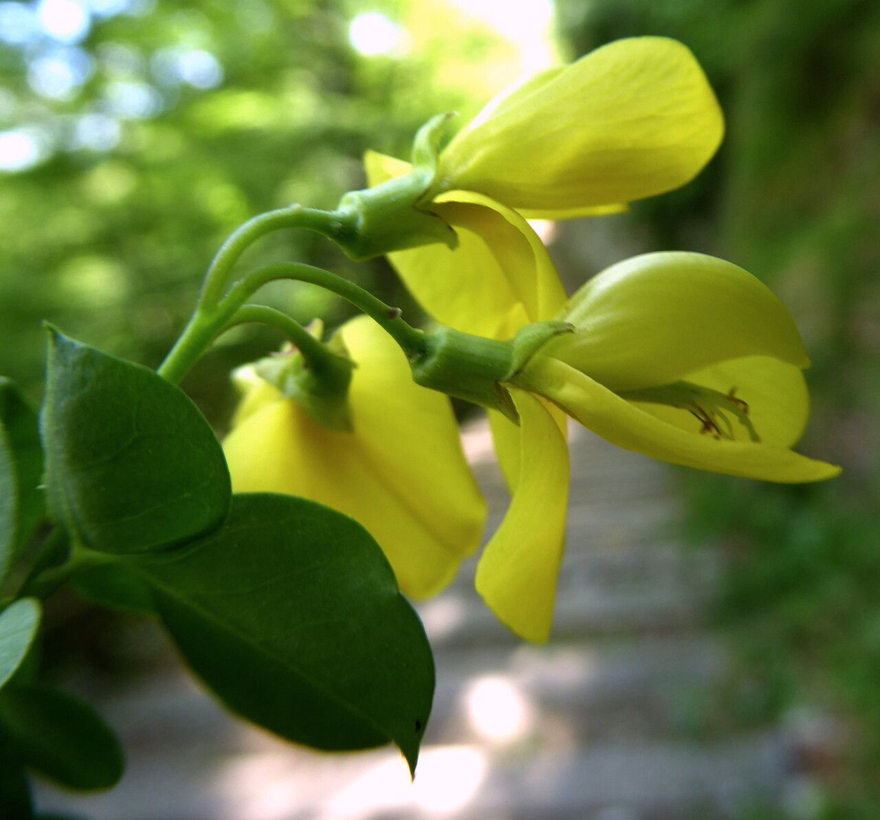 Cytisophyllum sessilifolium flower