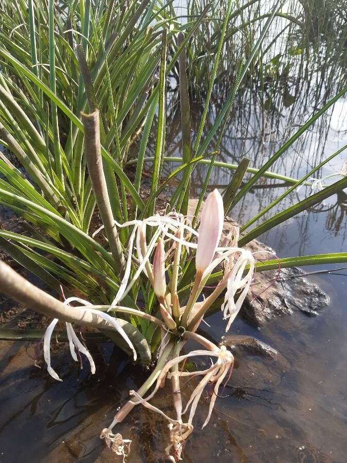 Crinum viviparum flower