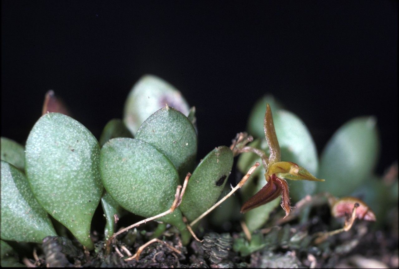 Anathallis barbulata flower