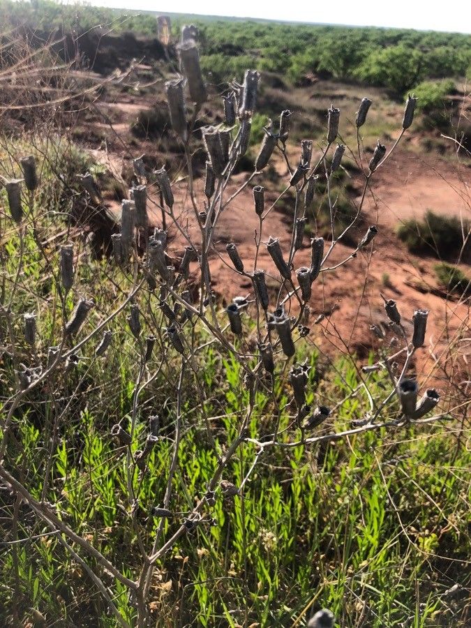 Mentzelia decapetala other