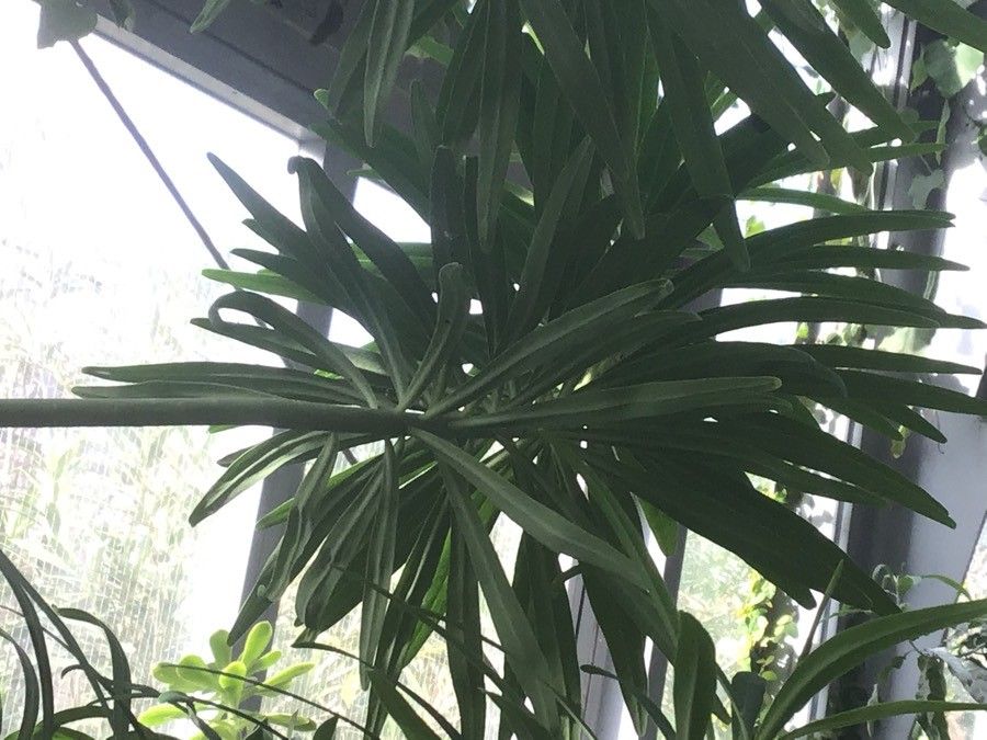 Euphorbia lamarckii — search result for 'Canary Islands'