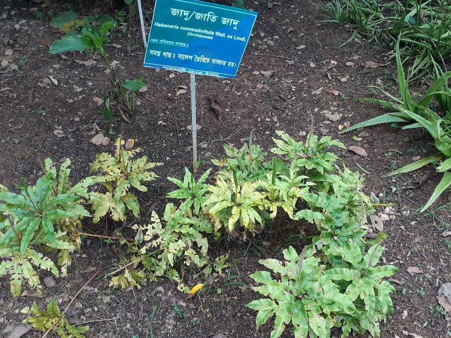 Habenaria commelinifolia leaf
