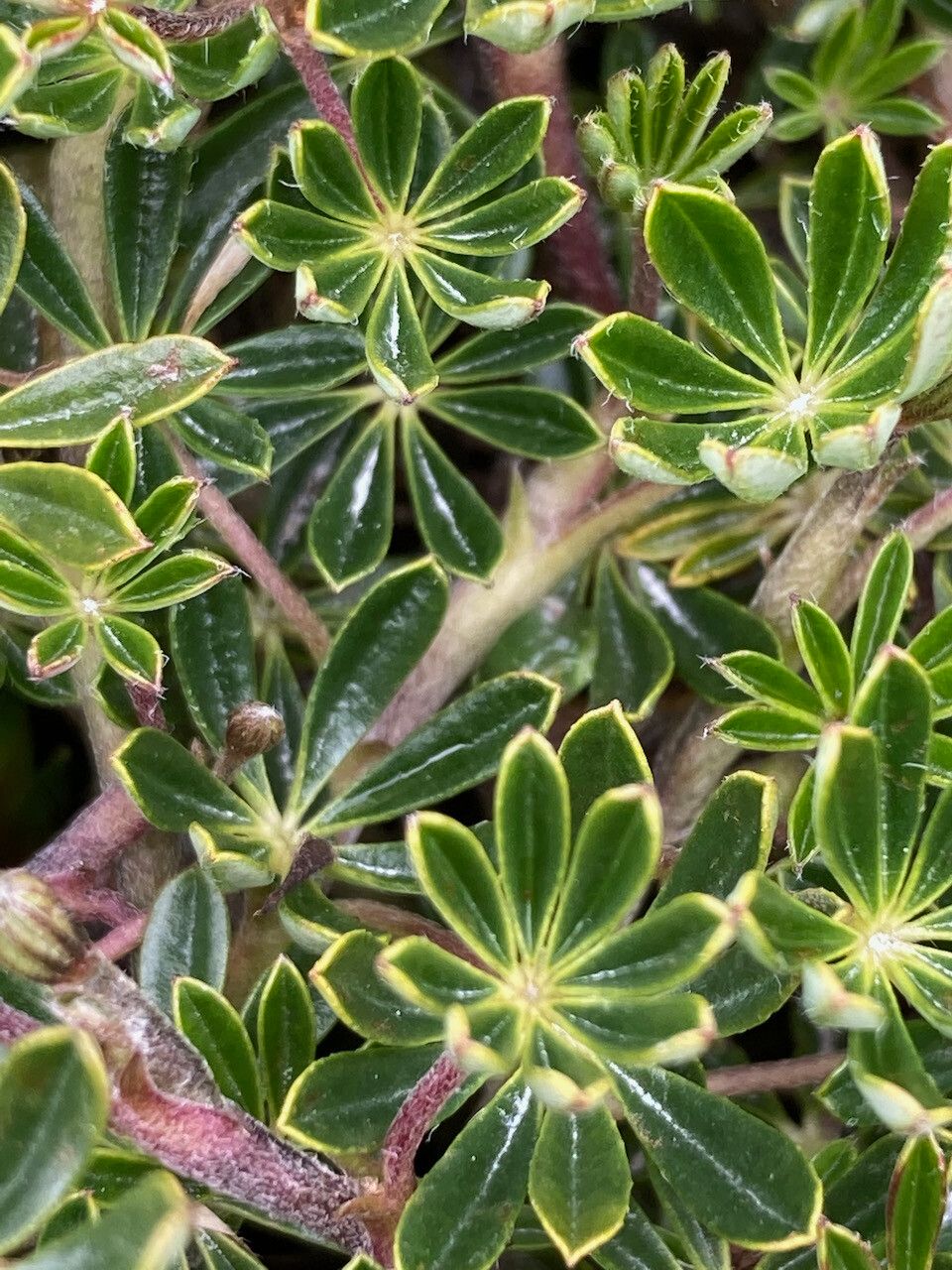 Lupinus colombiensis — search result for 'Lupinus'