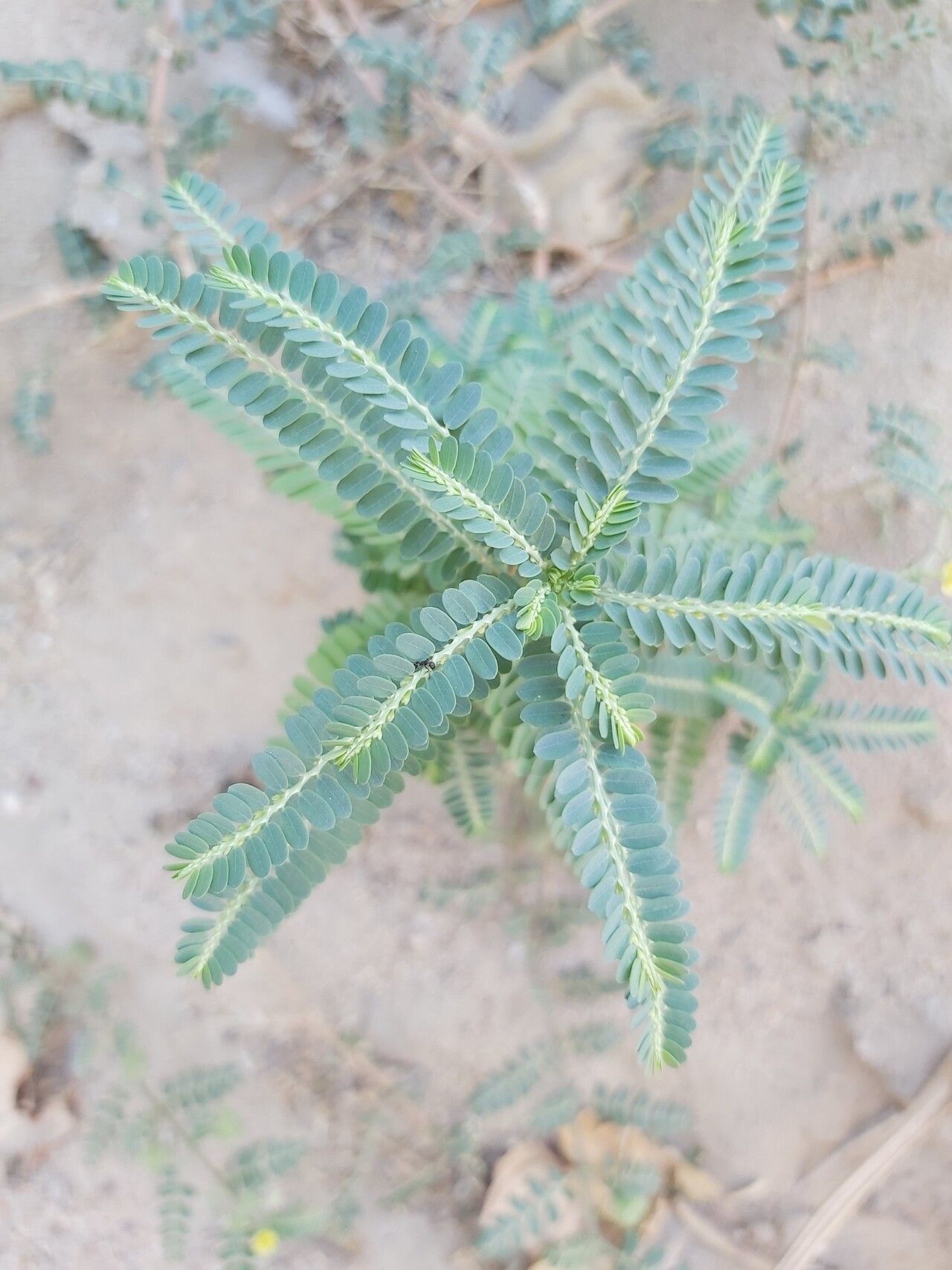 Phyllanthus rotundifolius leaf