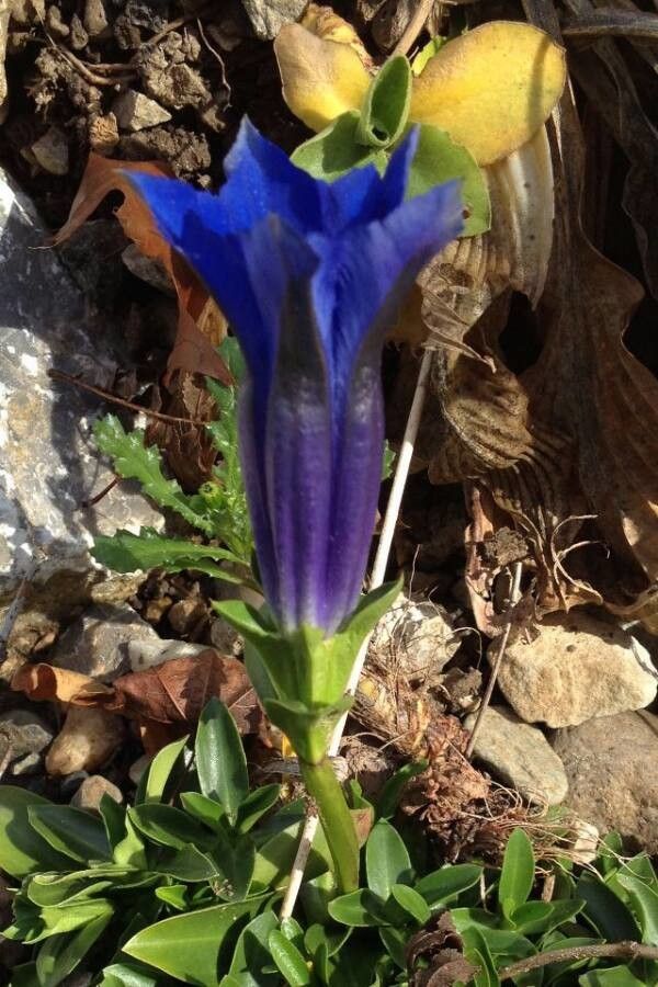 Gentiana angustifolia flower