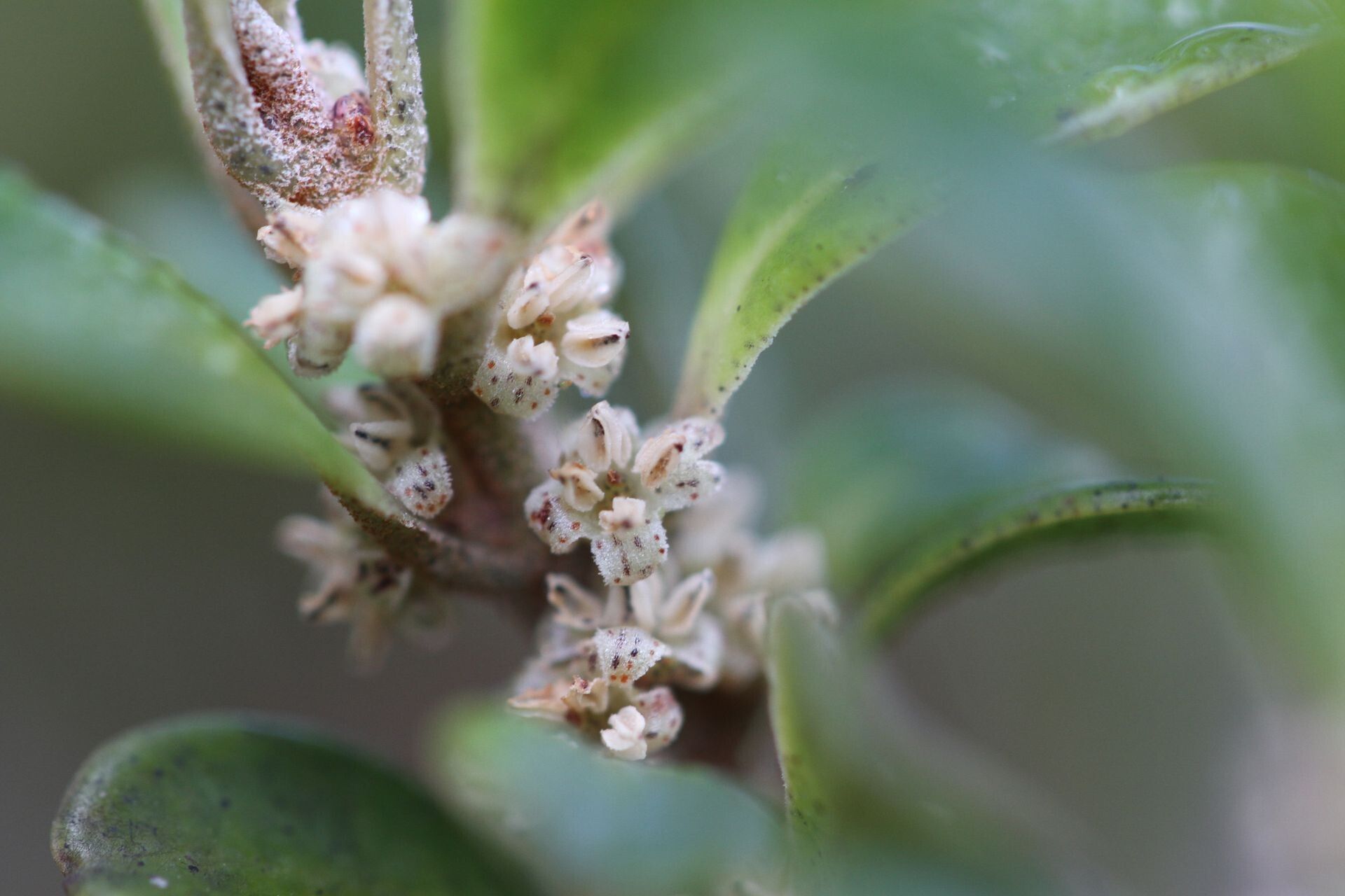 Myrsine diminuta flower