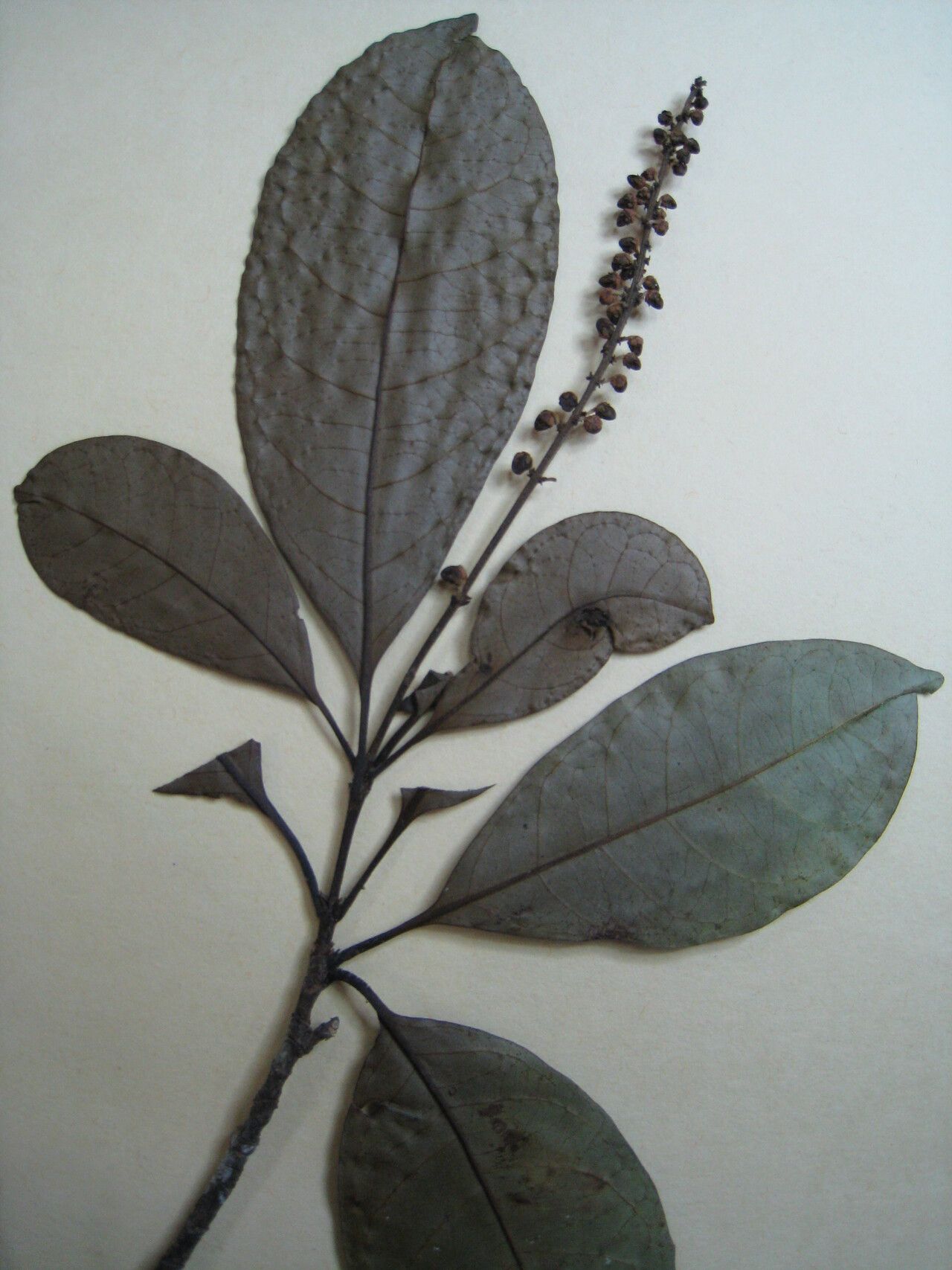 Byrsonima laevigata other