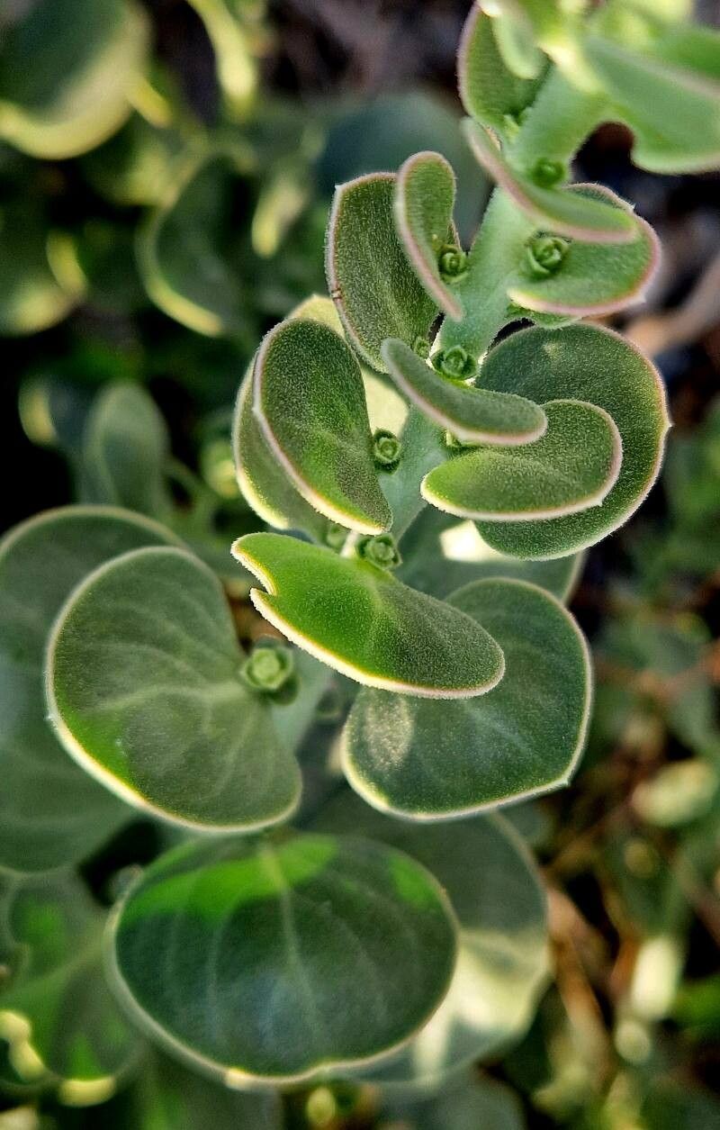 Polygala tinctoria bark