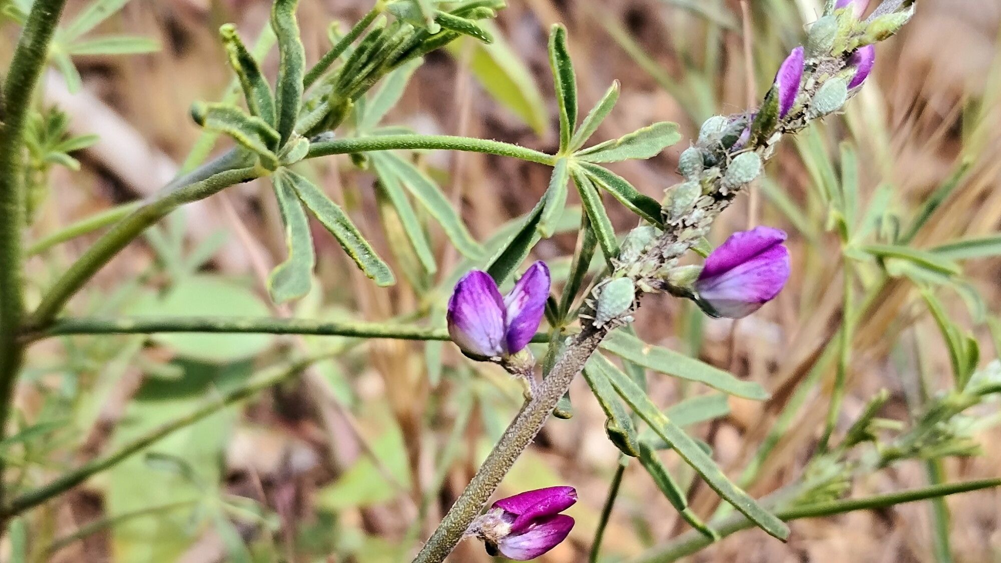 Lupinus truncatus — search result for 'Lupinus'