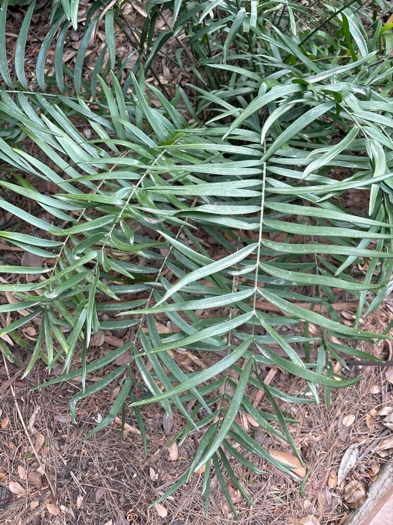Zamia floridana — houseplant care guide