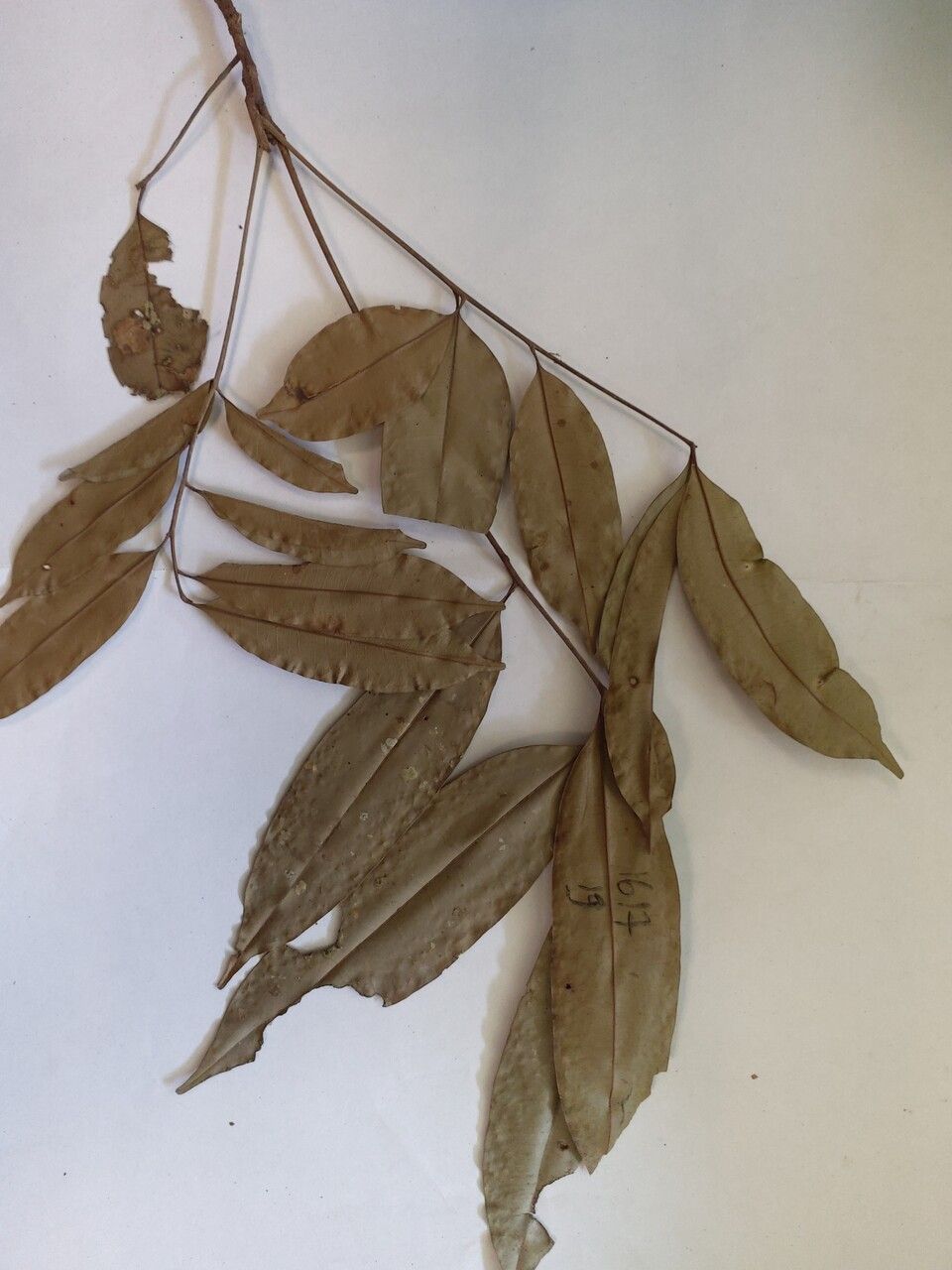 Talisia simaboides — houseplant care guide