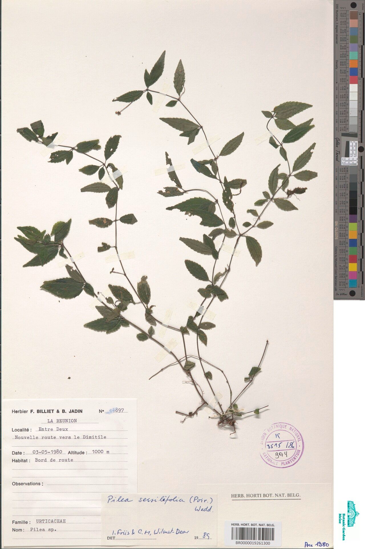 Pilea sessilifolia — search result for 'Pilea'