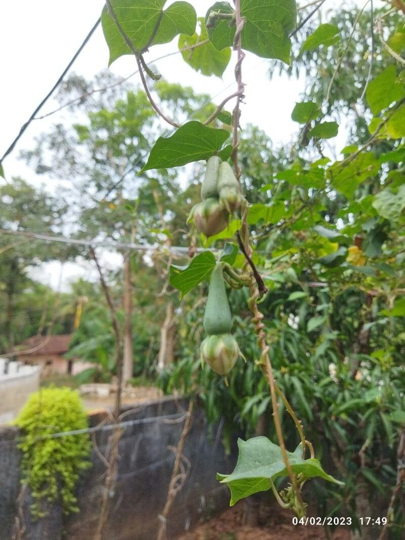 Ipomoea muricata fruit