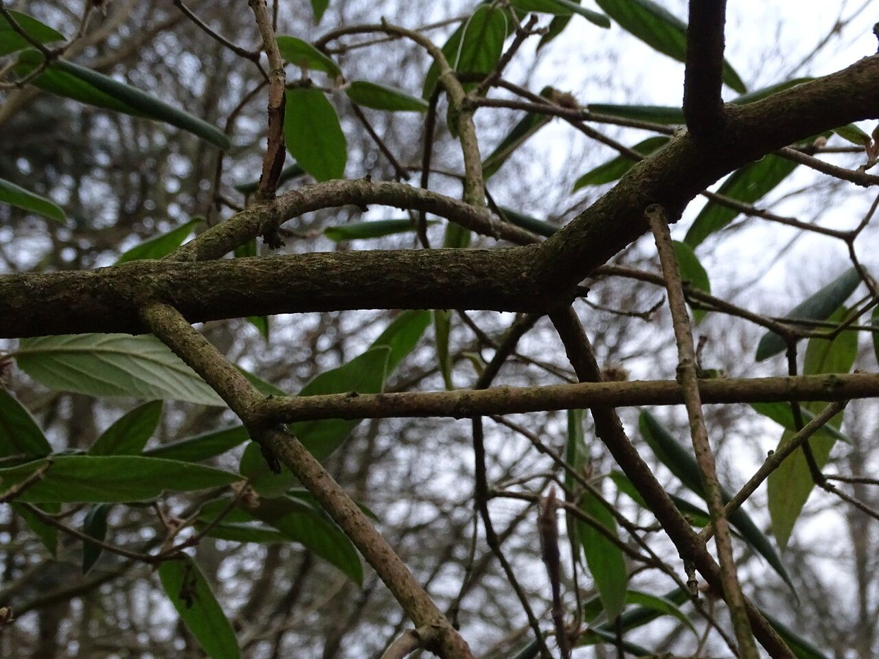 Viburnum buddleifolium bark