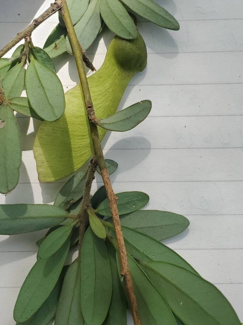 Securidaca longepedunculata leaf