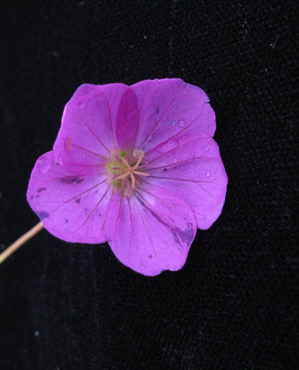Geranium donianum flower