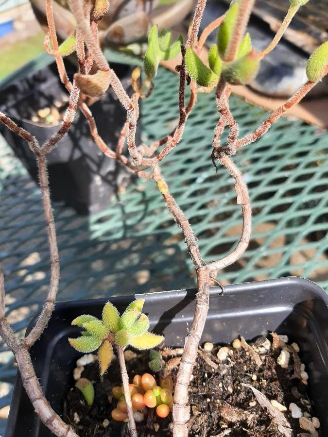 Crassula atropurpurea bark