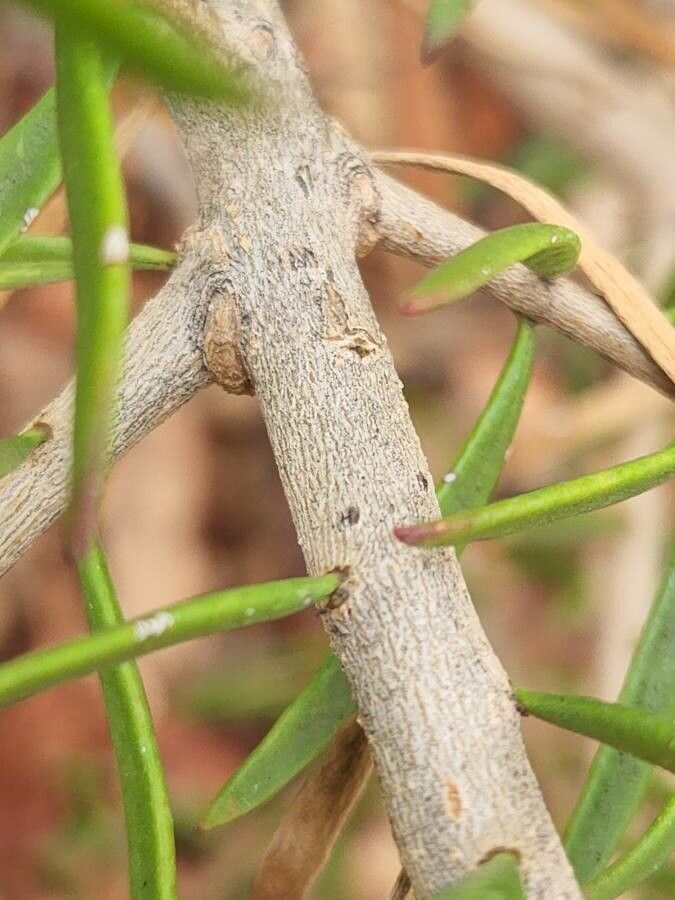 Eremophila alternifolia bark