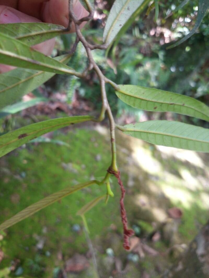 Dipterocarpus oblongifolius — search result for 'Dipterocarpus'