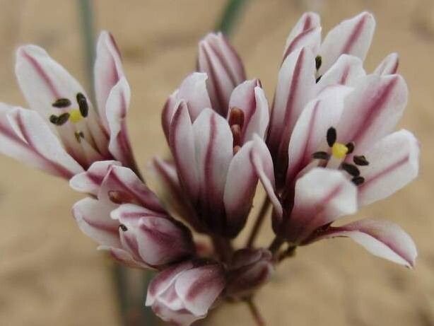 Nothoscordum andicola flower