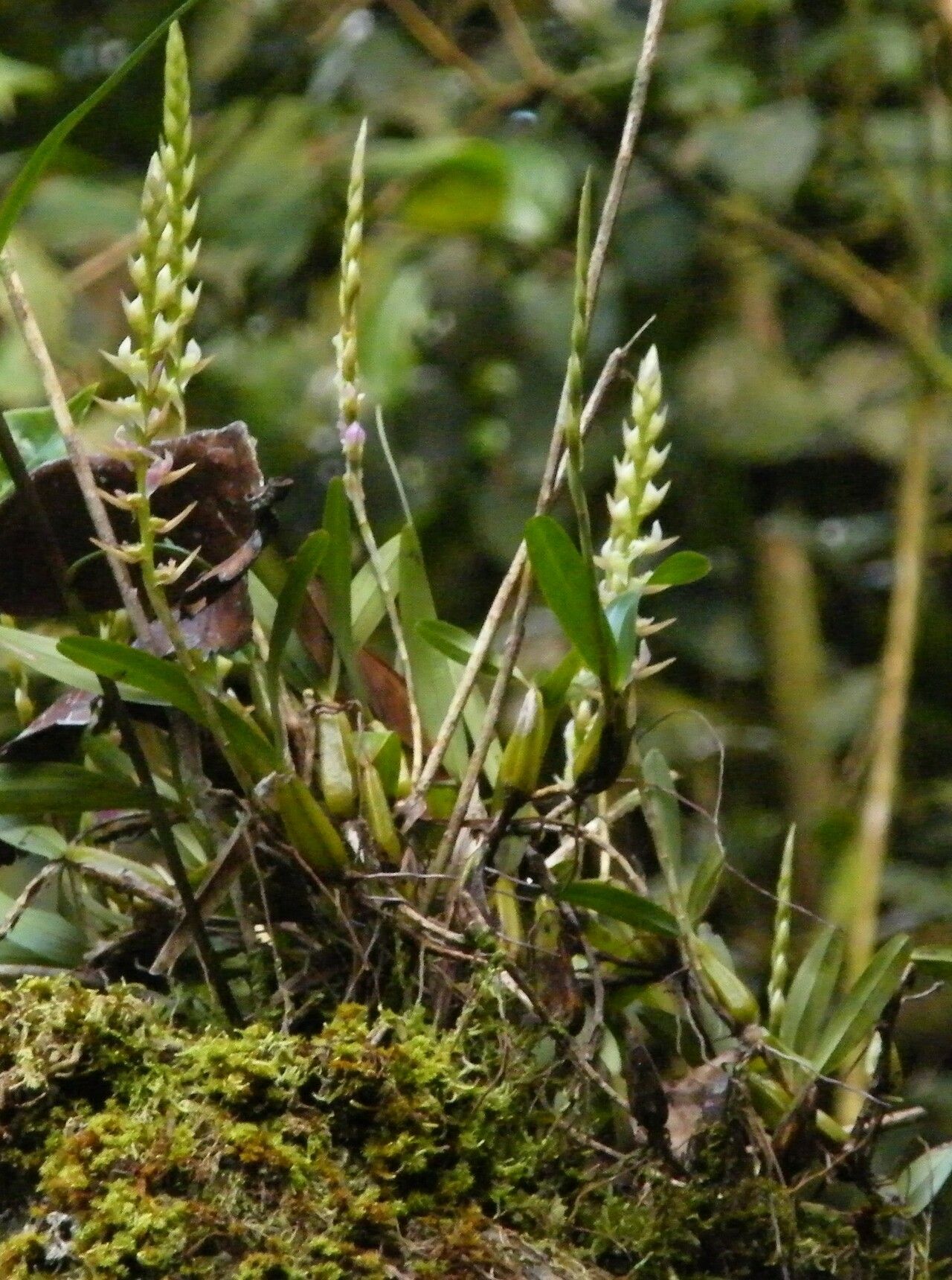 Bulbophyllum bifarium habit