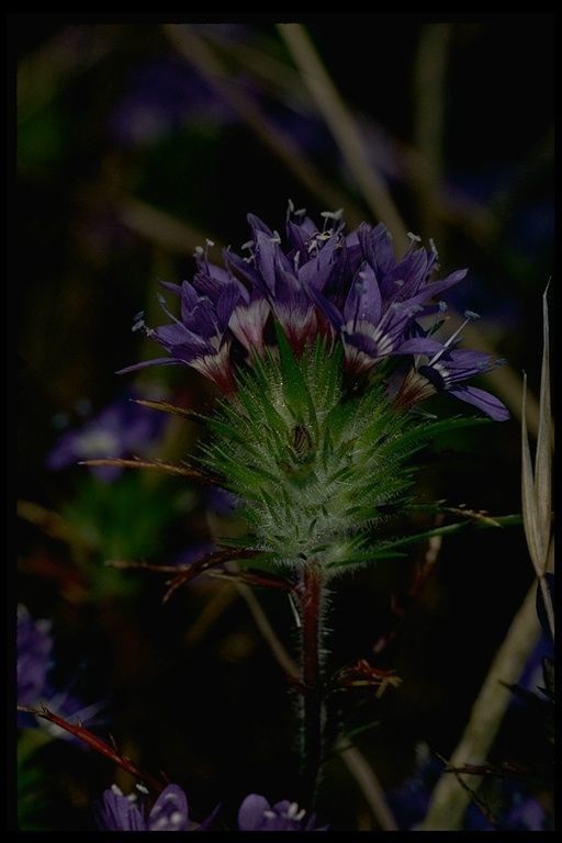 Navarretia viscidula flower