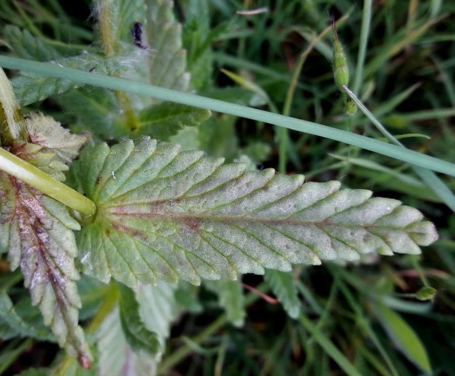 Rhinanthus pumilus — search result for 'Rhinanthus'