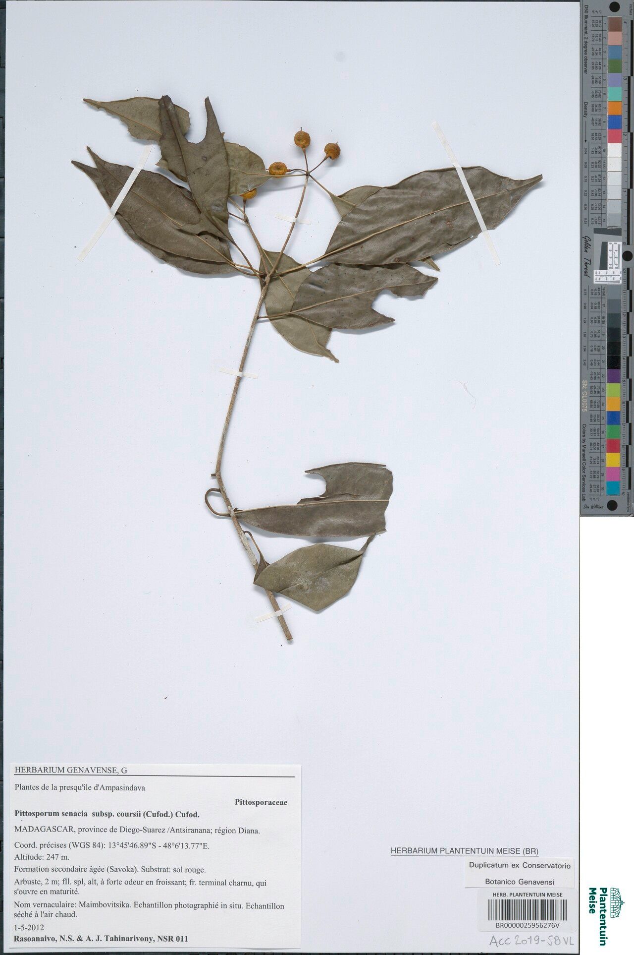 Pittosporum pervillei — search result for 'Pittosporum'