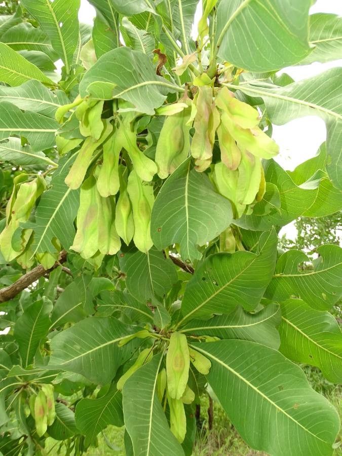 Terminalia macroptera fruit