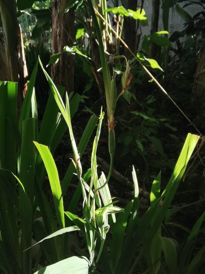 Trimezia martinicensis fruit