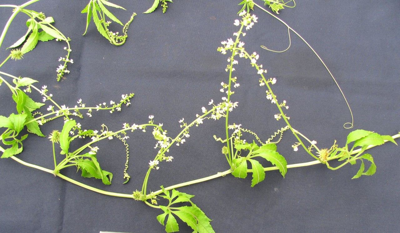 Cyclanthera langaei other