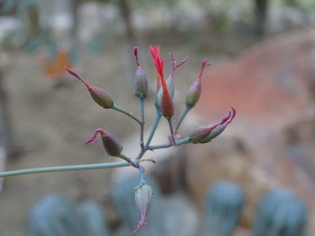 Kalanchoe integrifolia flower