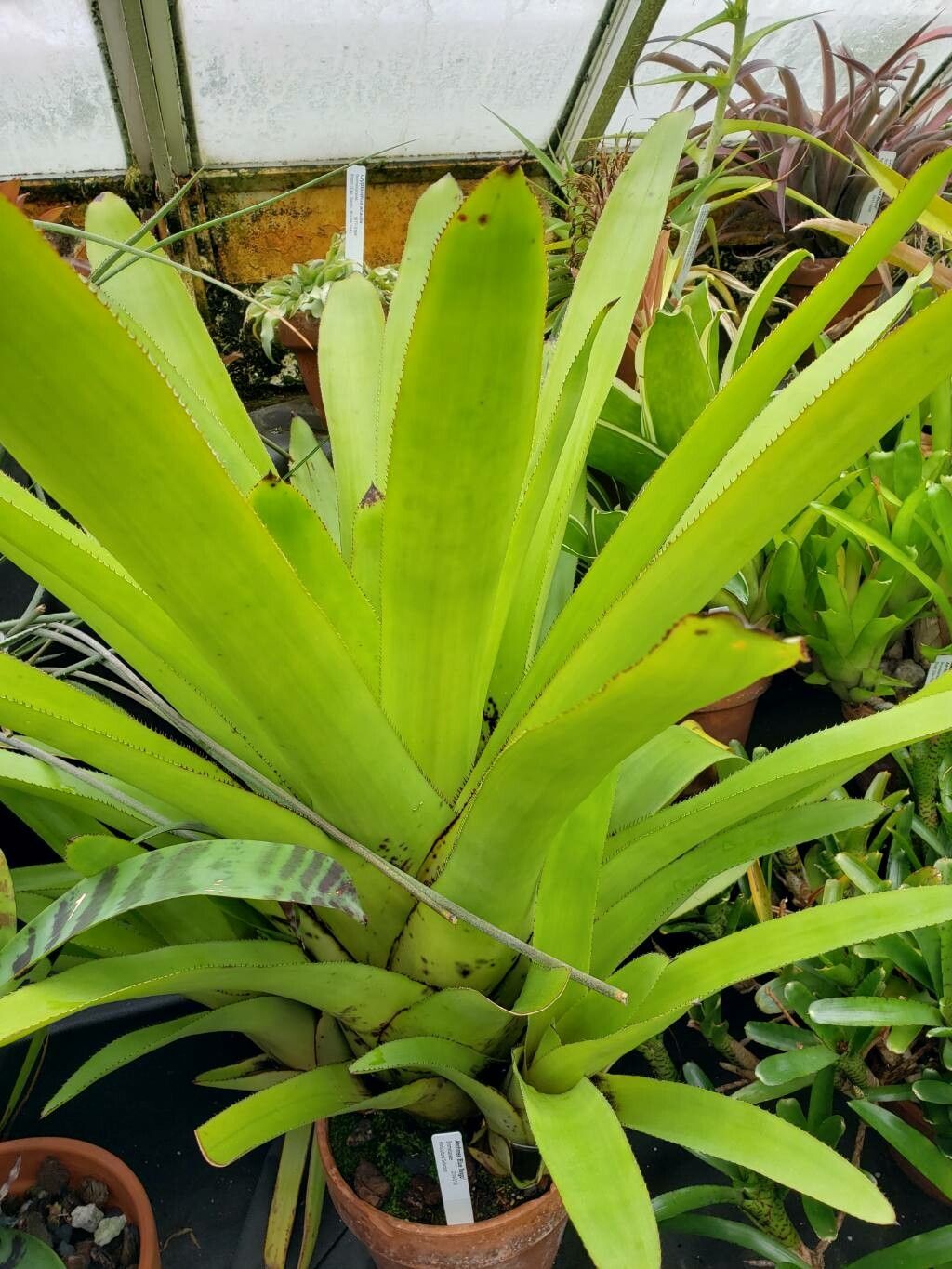 Aechmea serrata habit