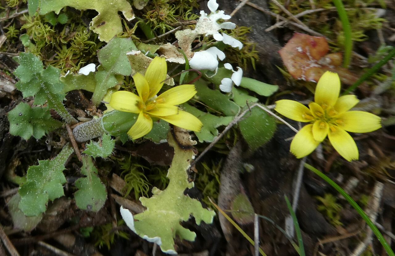 Hyoseris scabra flower