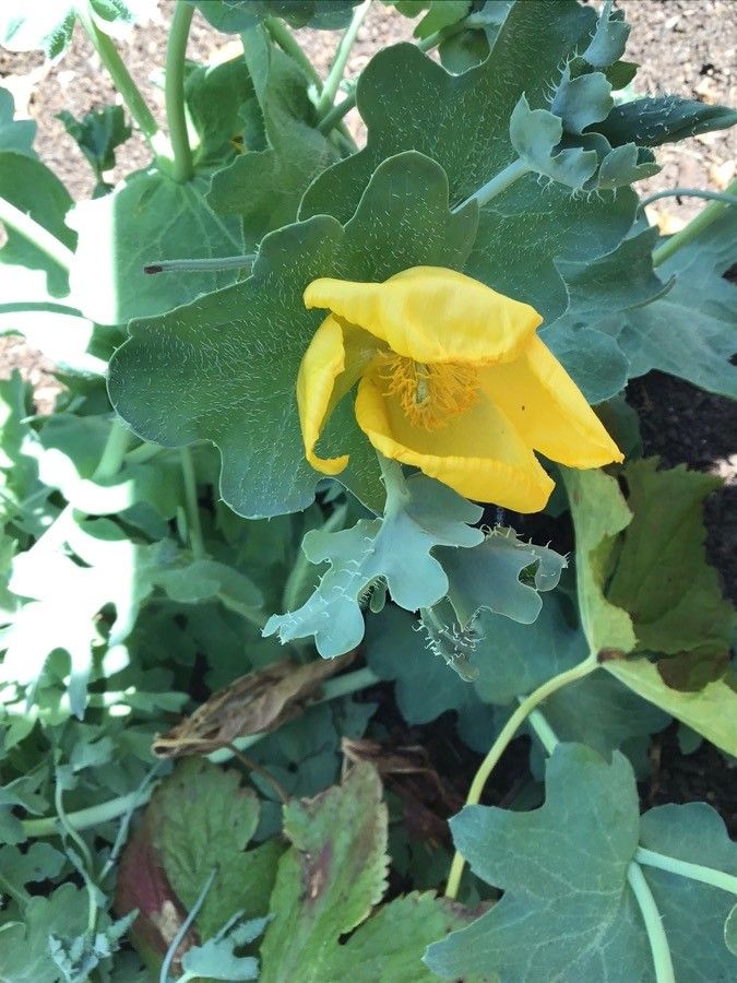 Papaver bracteatum flower